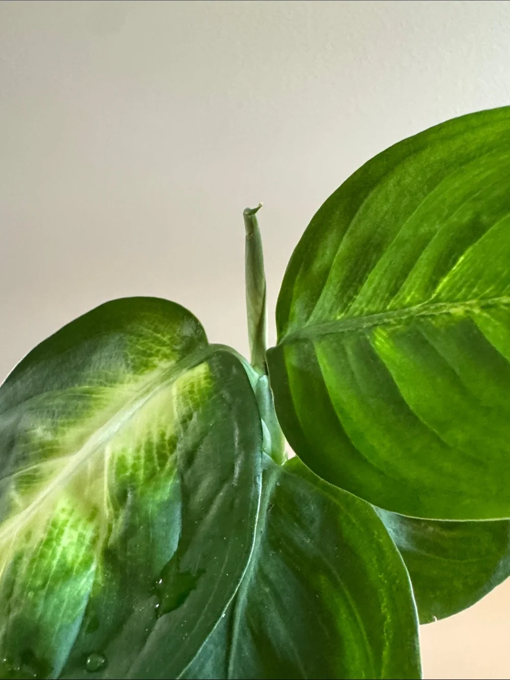 N/A lush green